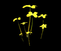 Wildstar Housing - Flower Cluster (Canary)